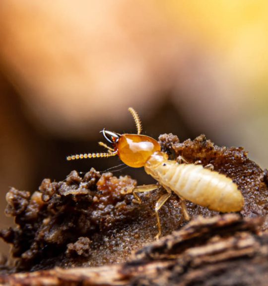 Termite On The Ground — Surekil Pest Control In Tweed Heads, NSW