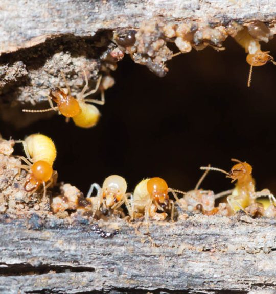 Termites Nesting In The Timber — Surekil Pest Control In Tweed Heads, NSW