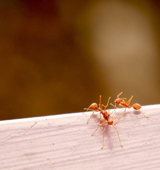 Two Red Ants — Surekil Pest Control In Tweed Heads, NSW