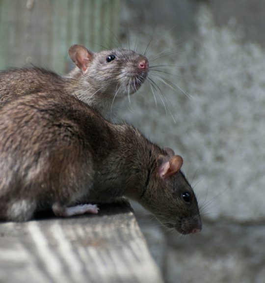 Two Mice — Surekil Pest Control In Tweed Heads, NSW
