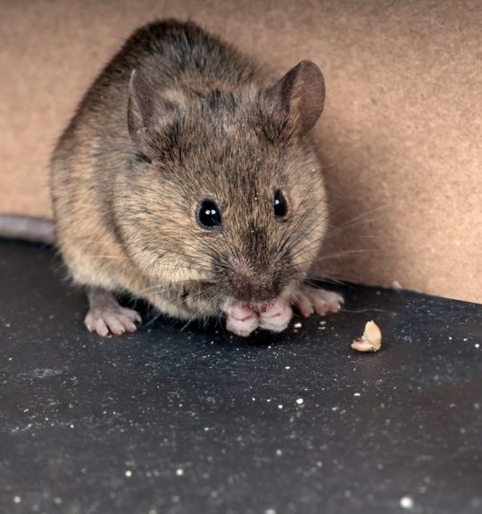 common house mouse eating crumbs on dark floor
