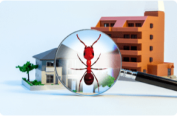 Commercial Pest Control — Surekil Pest Control In Tweed Heads, NSW