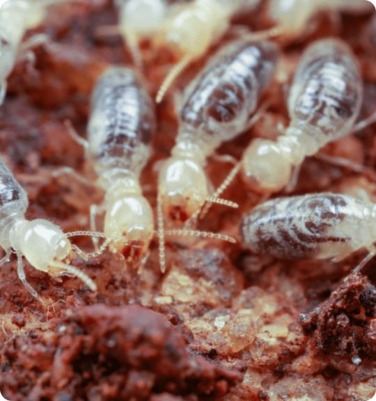 Ants — Surekil Pest Control In Tweed Heads, NSW